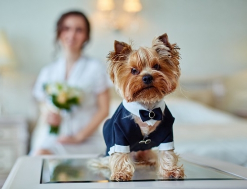 Pampering Your Pooch for a Special Occasion