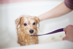 Best Practices for Bathing Your Dog