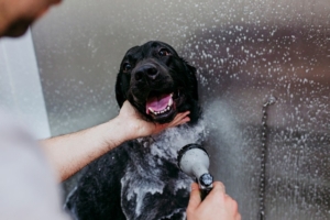 Your Dog's Washing Needs