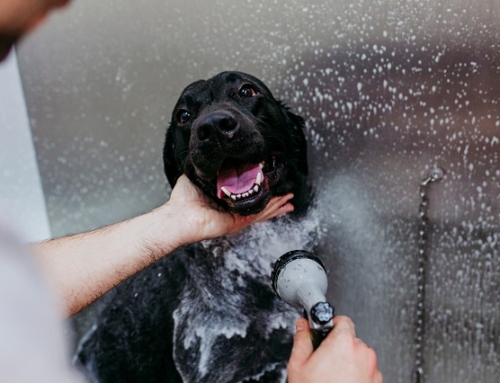 Your Dog’s Washing Needs: When to Seek Professional Advice