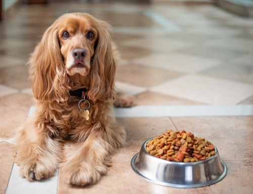 A Guide to an Anti-Cancer Diet for Dogs