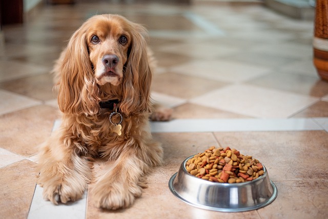Guide to an Anti-Cancer Diet for Dogs