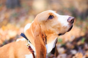 Common Fall and Winter Dog Grooming Concerns