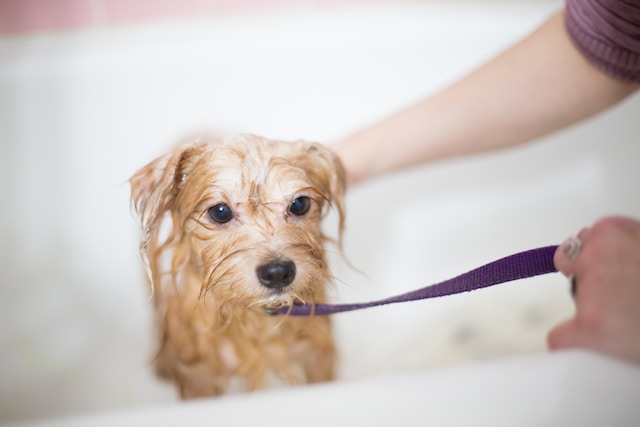 Best Practices for Bathing Your Dog