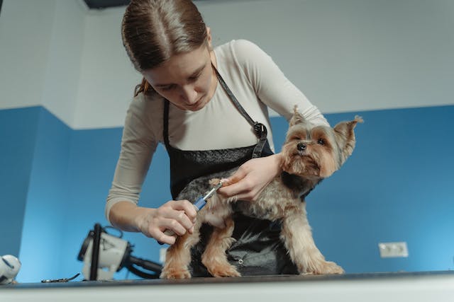 Fall and Winter Dog Grooming Services