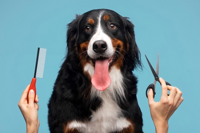 Why a Nail Dremel is the Right Choice for Your Pup